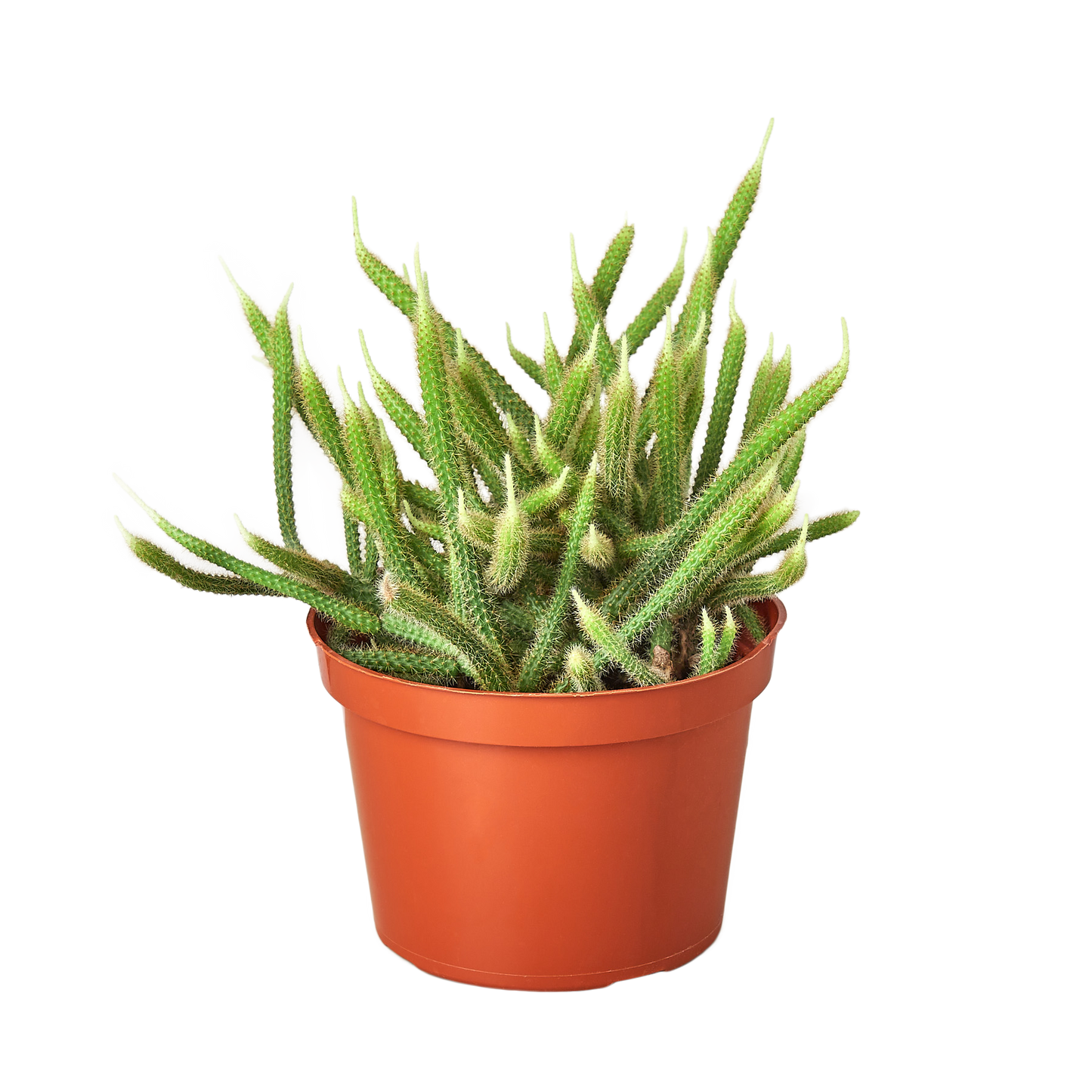 Rat Tail Cactus – Huernia insigniflora | Unusual Succulent with Bold, Sculptural Stems