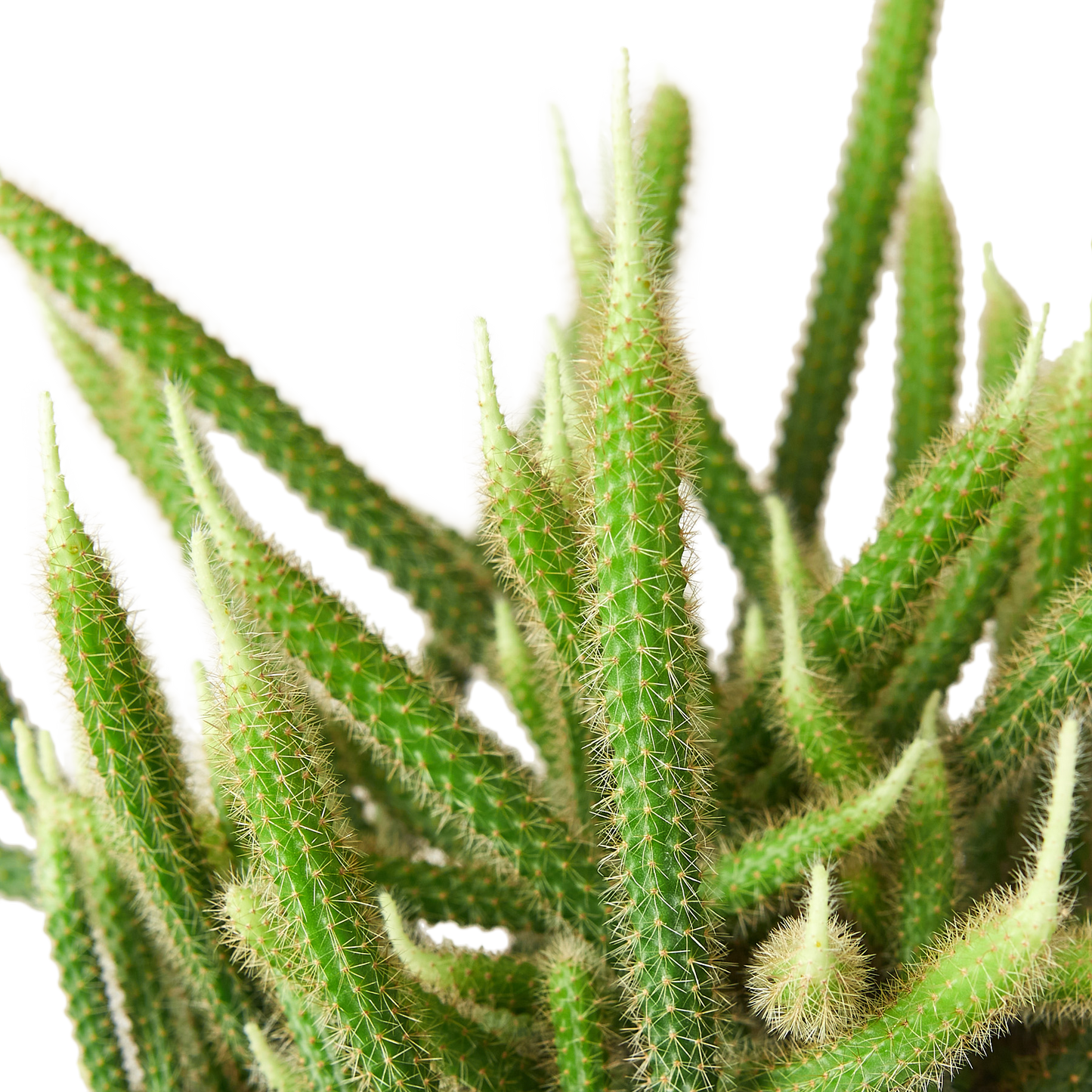Rat Tail Cactus – Huernia insigniflora | Unusual Succulent with Bold, Sculptural Stems