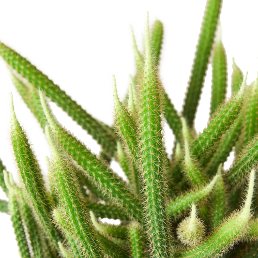 Rat Tail Cactus – Huernia insigniflora | Unusual Succulent with Bold, Sculptural Stems
