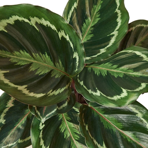 Vibrant Purple-Bottom Peacock Calathea Plant
