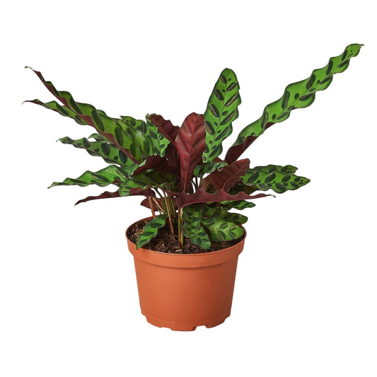 Rattlesnake Plant – Calathea Lancifolia | Bold Foliage, Light-Moving Leaves, Pet-Friendly
