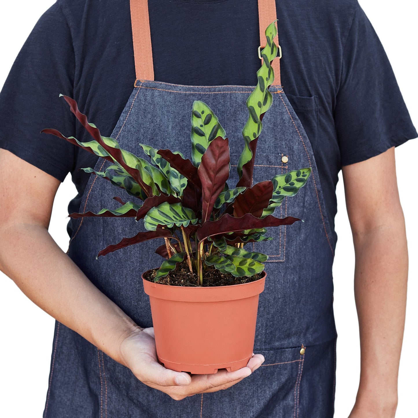 Rattlesnake Plant – Calathea Lancifolia | Bold Foliage, Light-Moving Leaves, Pet-Friendly