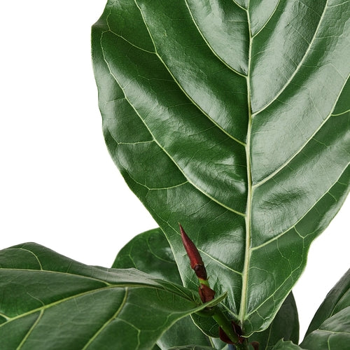 Fiddle-Leaf Fig – Ficus lyrata | Statement Indoor Plant for Bright Spaces
