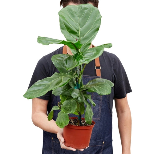 Fiddle-Leaf Fig – Ficus lyrata | Statement Indoor Plant for Bright Spaces