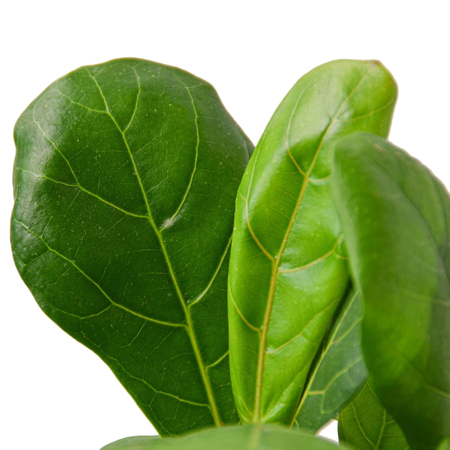 Fiddle-Leaf Fig – Ficus lyrata | Statement Indoor Plant for Bright Spaces