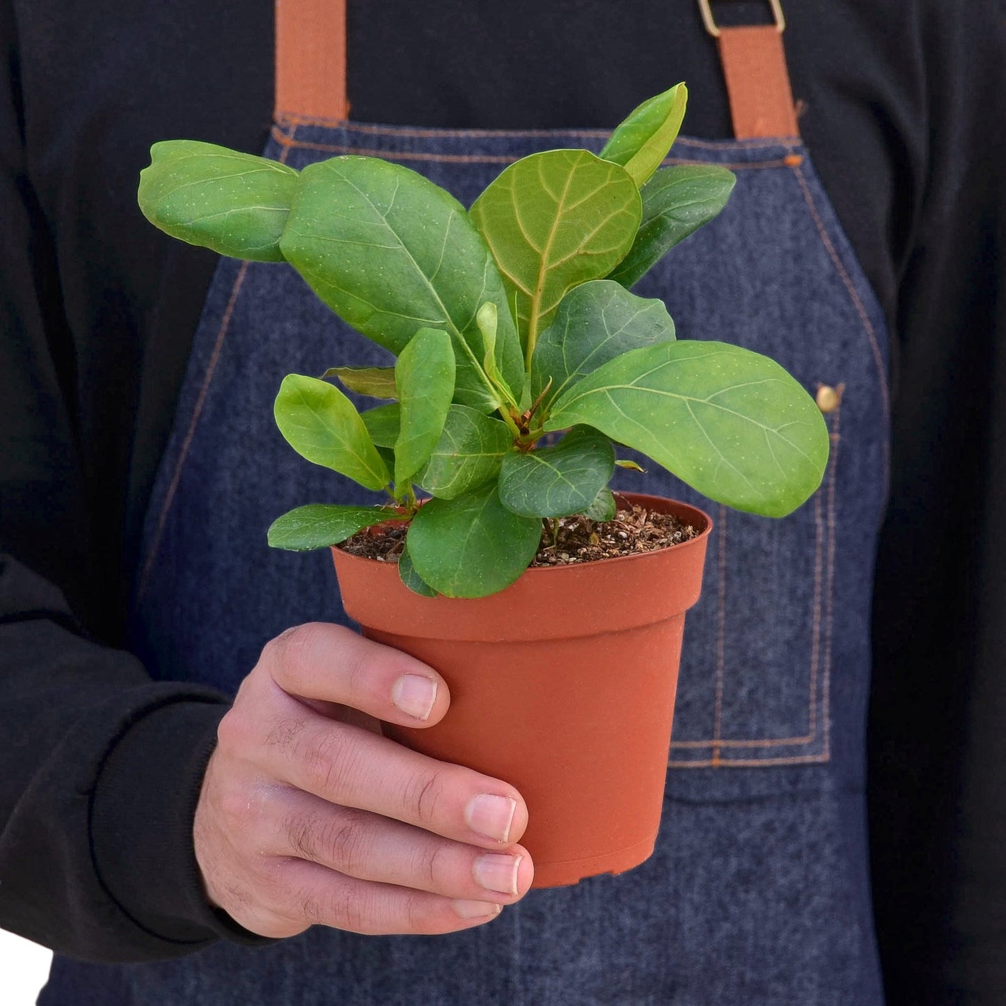 Fiddle-Leaf Fig – Ficus lyrata | Statement Indoor Plant for Bright Spaces