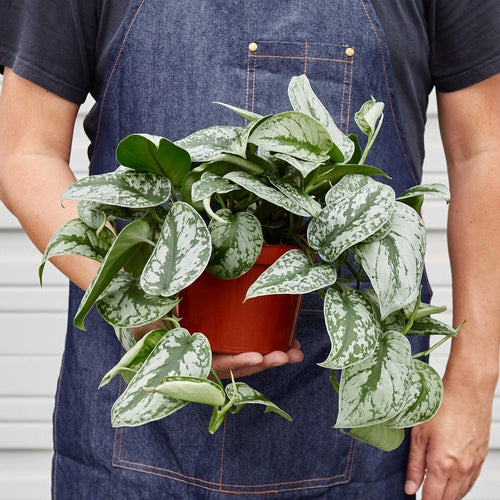 Silver Pothos ‘Exotica’ – Scindapsus pictus | Satin Vine with Large Leaves & Shimmering Silver Splash
