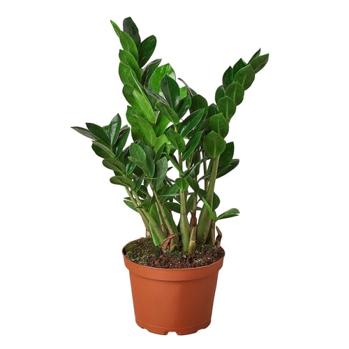 ZZ Plant – Zamioculcas zamiifolia | Drought-Tolerant, Low-Light Indoor Plant