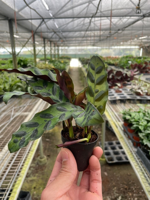 Rattlesnake Plant – Calathea Lancifolia | Bold Foliage, Light-Moving Leaves, Pet-Friendly