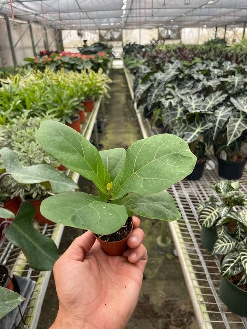 Fiddle-Leaf Fig – Ficus lyrata | Statement Indoor Plant for Bright Spaces