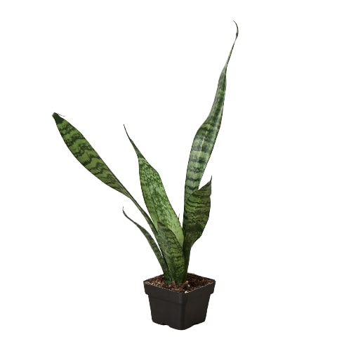 Snake Plant ‘Zeylanica’ – Sansevieria Trifasciata | Air-Purifying, Low Maintenance Plant for Home Decor