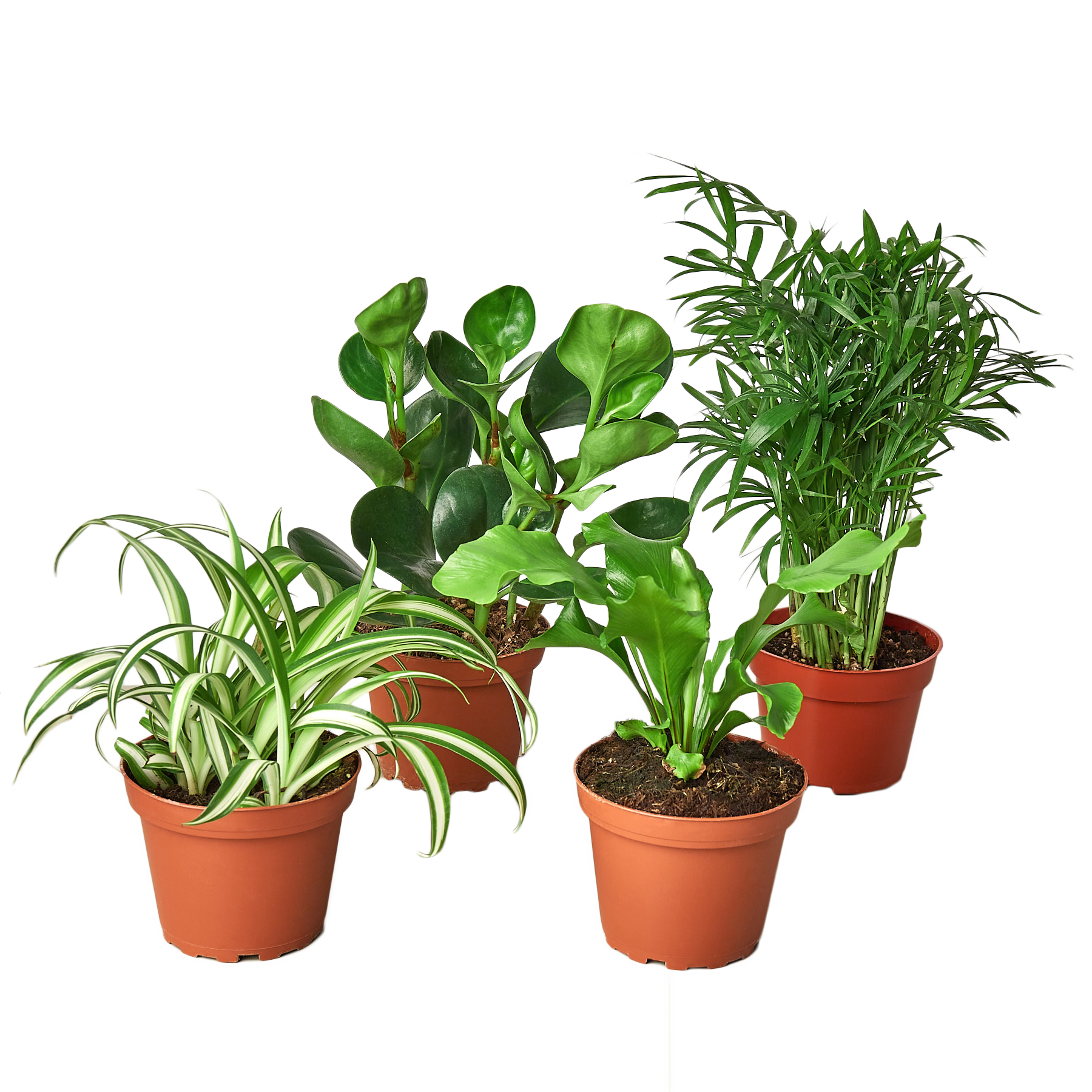 Pet-Friendly House Plant Bundle – Easy-Care Indoor Plants Safe for Pet –  Decor Moxie