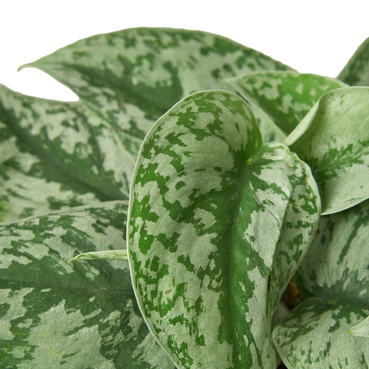 Silver Pothos ‘Exotica’ – Scindapsus pictus | Satin Vine with Large Leaves & Shimmering Silver Splash