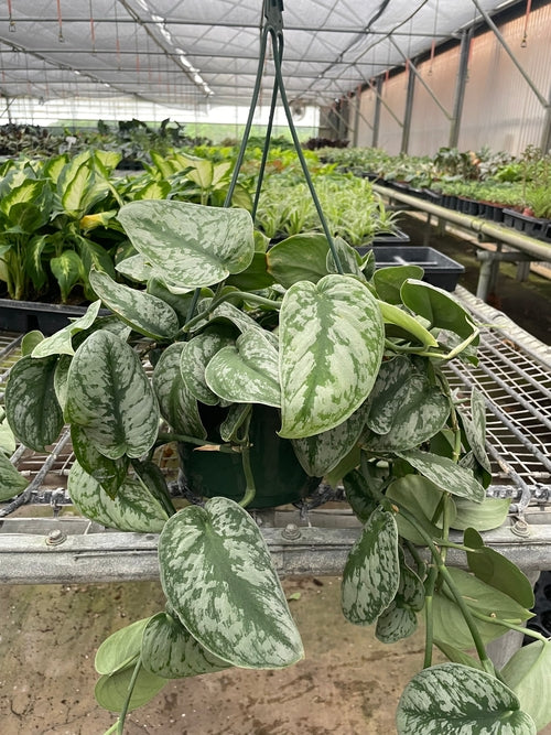 Silver Pothos ‘Exotica’ – Scindapsus pictus | Satin Vine with Large Leaves & Shimmering Silver Splash