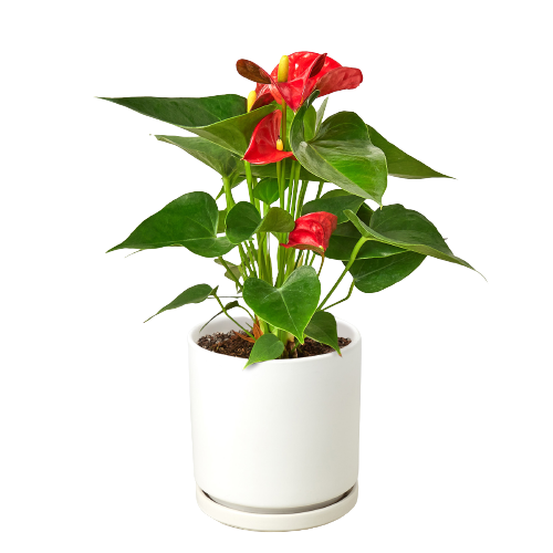 Flamingo Flower – Anthurium andraeanum | Vibrant, Year-Round Bloomer with Glossy Heart-Shaped Leaves