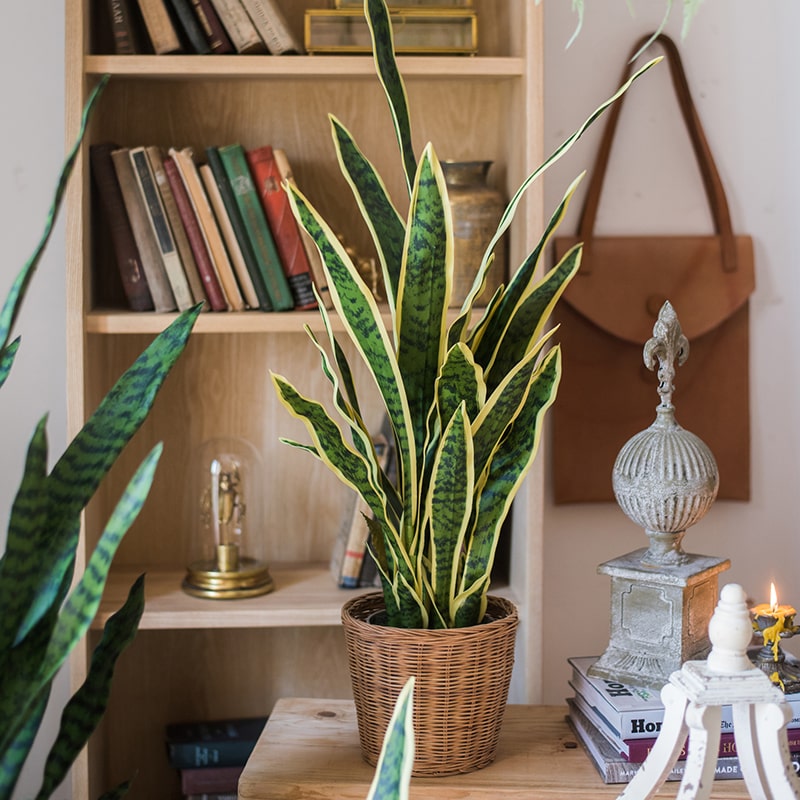 faux potted snake plant Realistic Artificial Yellow Edged Leaf Potted Snake Plant – Decor Moxie