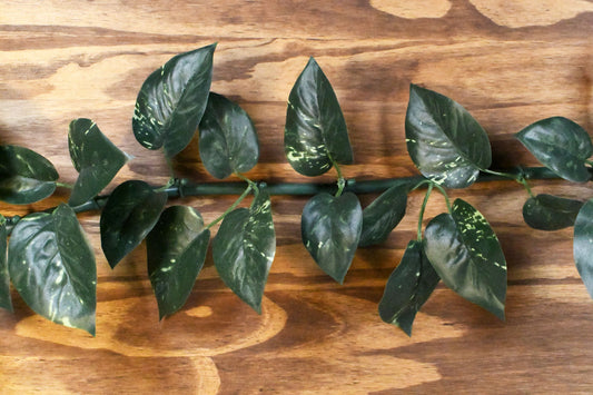 ElectroVine™ Pothos – A Charging Cable That Doubles as Living Décor