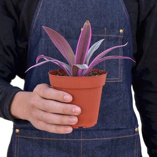 Oyster Plant – Tradescantia spathacea | Striking Foliage with Purple Underside