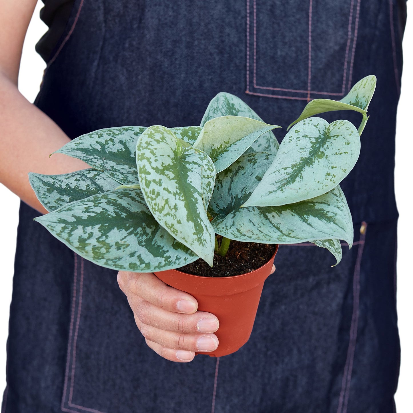 Silver Pothos ‘Exotica’ – Scindapsus pictus | Satin Vine with Large Leaves & Shimmering Silver Splash
