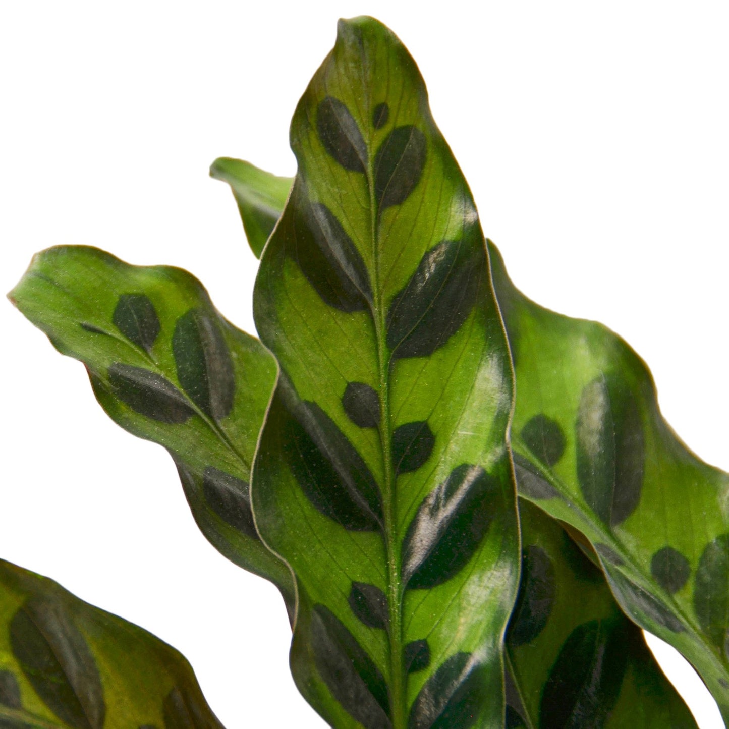 Rattlesnake Plant – Calathea Lancifolia | Bold Foliage, Light-Moving Leaves, Pet-Friendly