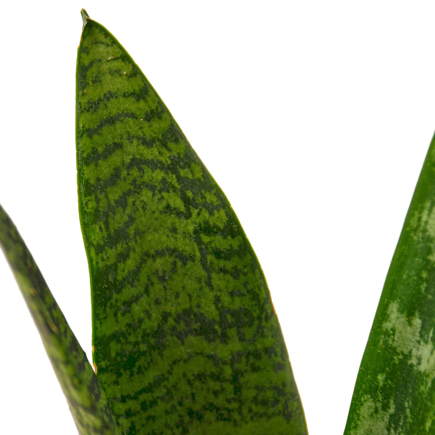 Snake Plant ‘Zeylanica’ – Sansevieria Trifasciata | Air-Purifying, Low Maintenance Plant for Home Decor
