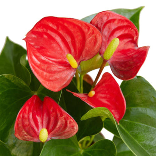 Flamingo Flower – Anthurium andraeanum | Vibrant, Year-Round Bloomer with Glossy Heart-Shaped Leaves