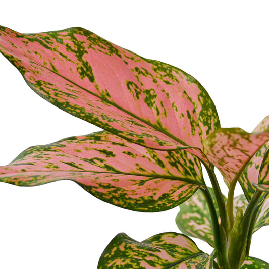 Chinese Evergreen 'Lady Valentine' – Aglaonema | Bold Pink Foliage, Easy-Care Indoor Plant