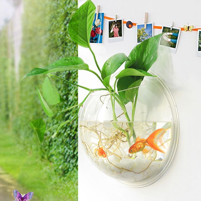 Wall terrarium with air plants in acrylic tank