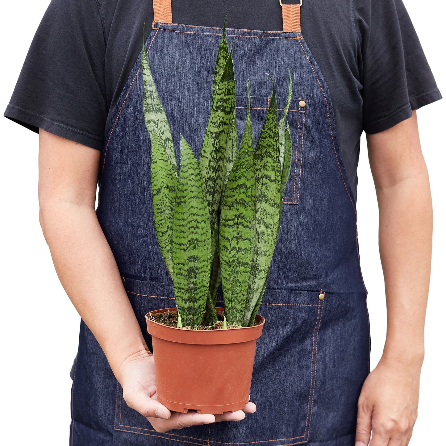 Snake Plant ‘Zeylanica’ – Sansevieria Trifasciata | Air-Purifying, Low Maintenance Plant for Home Decor