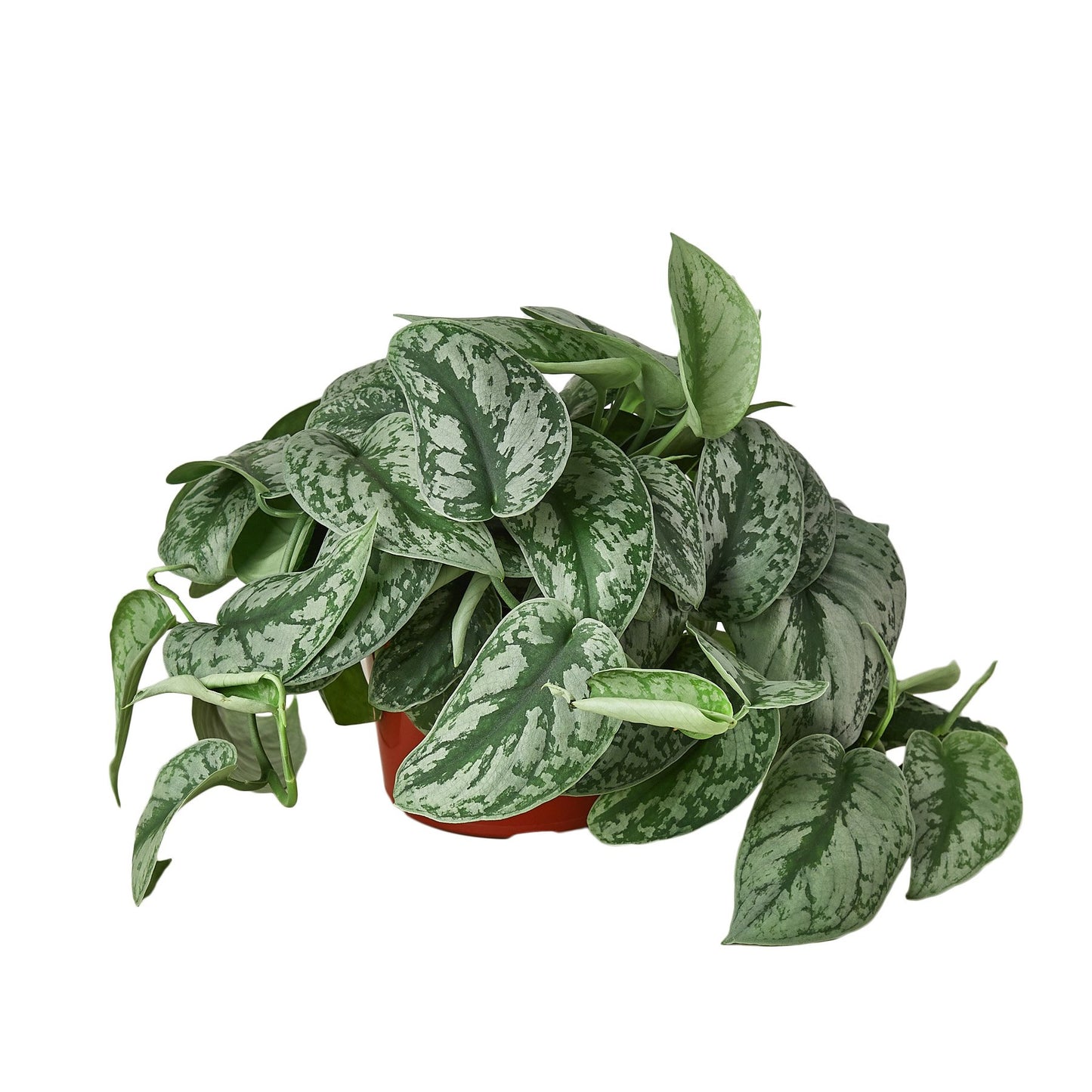 Silver Pothos ‘Exotica’ – Scindapsus pictus | Satin Vine with Large Leaves & Shimmering Silver Splash