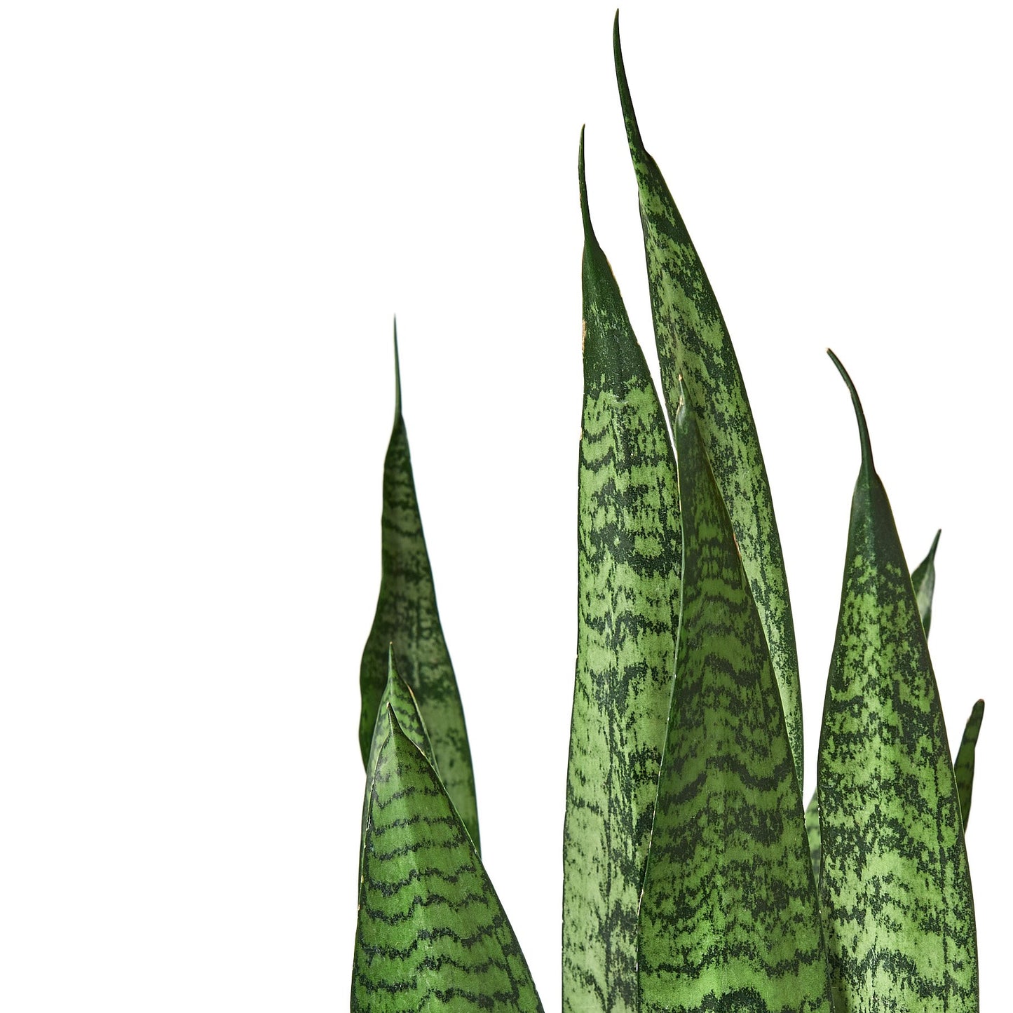 Snake Plant ‘Zeylanica’ – Sansevieria Trifasciata | Air-Purifying, Low Maintenance Plant for Home Decor