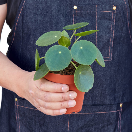 Chinese Money Plant – Pilea peperomioides | Charming, Easy-Care Houseplant with Floating Leaves