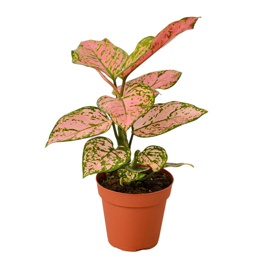 Chinese Evergreen 'Lady Valentine' – Aglaonema | Bold Pink Foliage, Easy-Care Indoor Plant