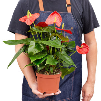 Flamingo Flower – Anthurium andraeanum | Vibrant, Year-Round Bloomer with Glossy Heart-Shaped Leaves