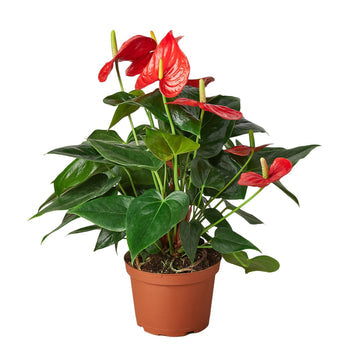 Flamingo Flower – Anthurium andraeanum | Vibrant, Year-Round Bloomer with Glossy Heart-Shaped Leaves