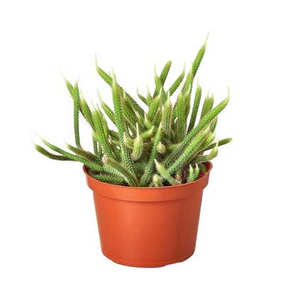 Rat Tail Cactus – Huernia insigniflora | Unusual Succulent with Bold, Sculptural Stems