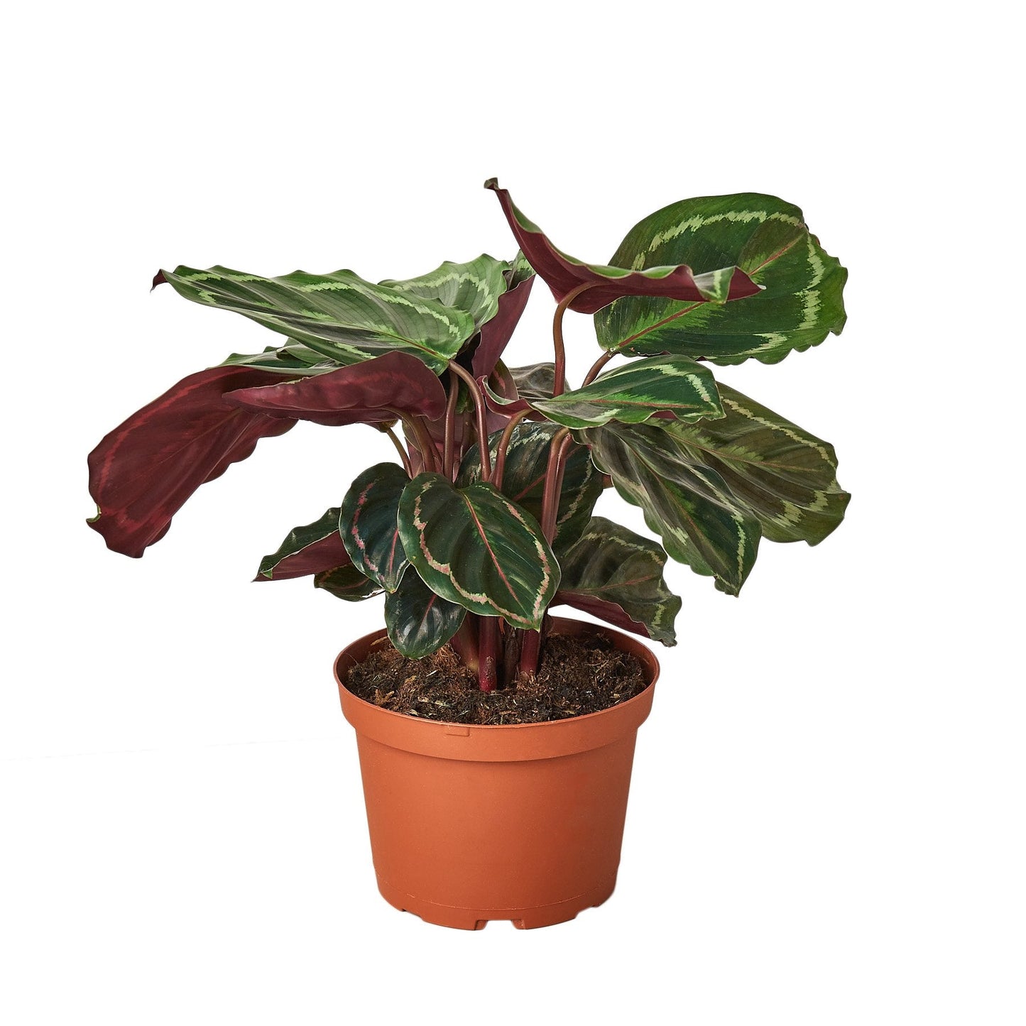 Vibrant Purple-Bottom Peacock Calathea Plant
