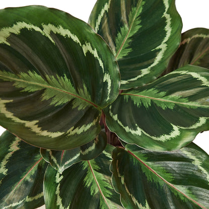 Vibrant Purple-Bottom Peacock Calathea Plant