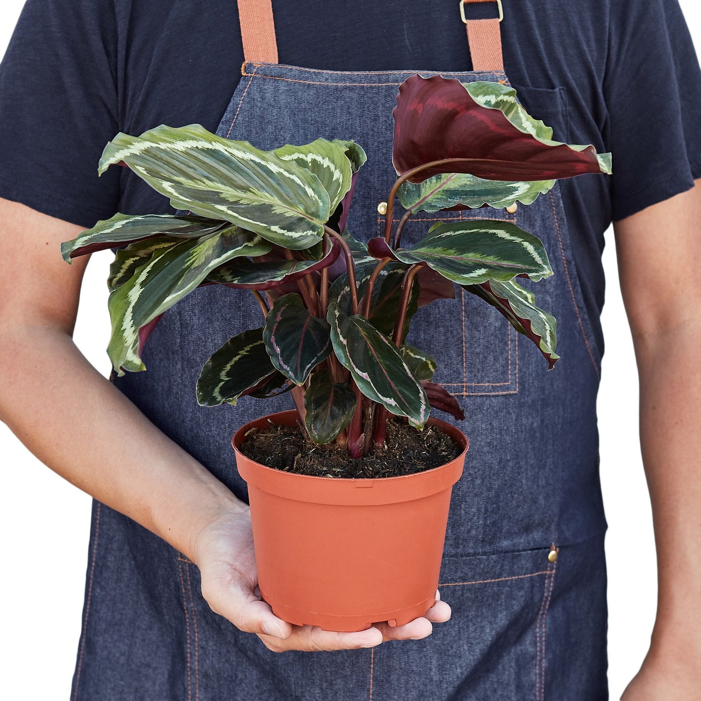 Vibrant Purple-Bottom Peacock Calathea Plant