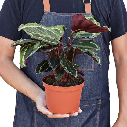 Vibrant Purple-Bottom Peacock Calathea Plant