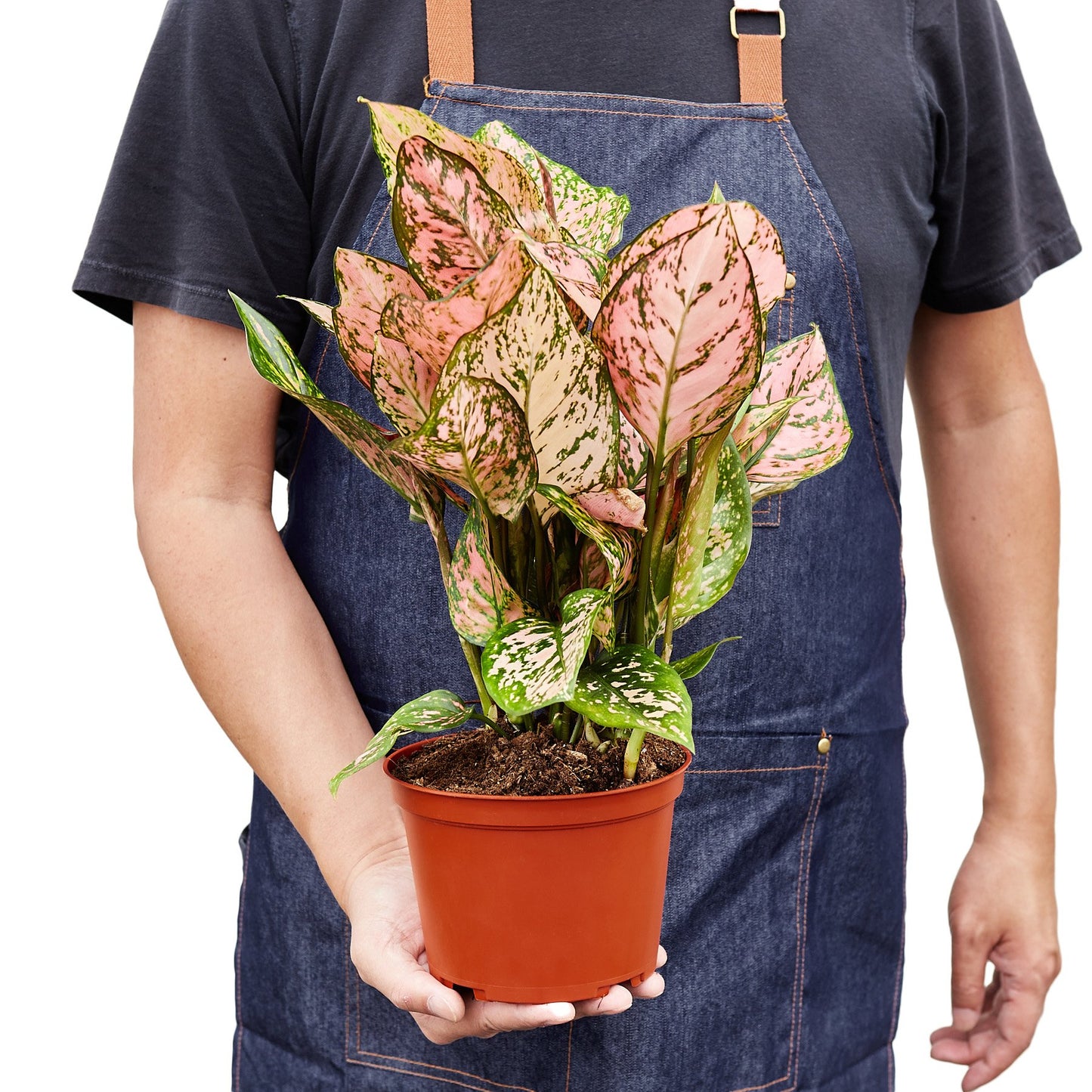 Chinese Evergreen 'Lady Valentine' – Aglaonema | Bold Pink Foliage, Easy-Care Indoor Plant