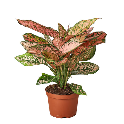 Chinese Evergreen 'Lady Valentine' – Aglaonema | Bold Pink Foliage, Easy-Care Indoor Plant