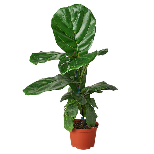 Fiddle-Leaf Fig – Ficus lyrata | Statement Indoor Plant for Bright Spaces