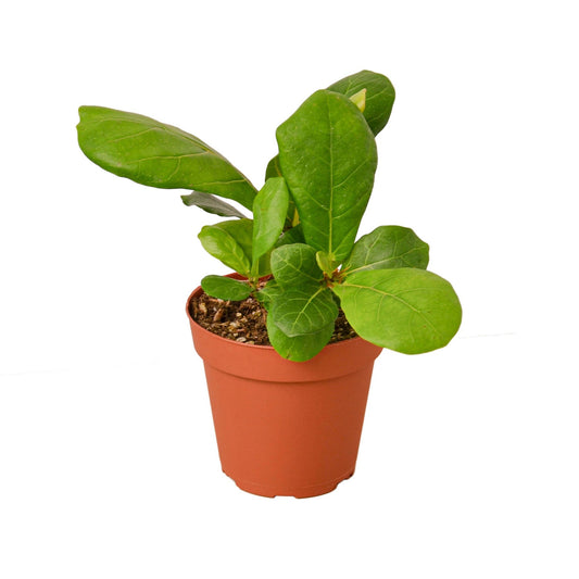 Fiddle-Leaf Fig – Ficus lyrata | Statement Indoor Plant for Bright Spaces