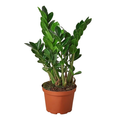 ZZ Plant – Zamioculcas zamiifolia | Drought-Tolerant, Low-Light Indoor Plant