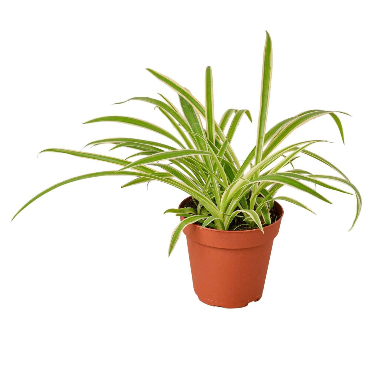 Live Spider Plant – Chlorophytum comosum