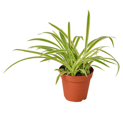 Live Spider Plant – Chlorophytum comosum