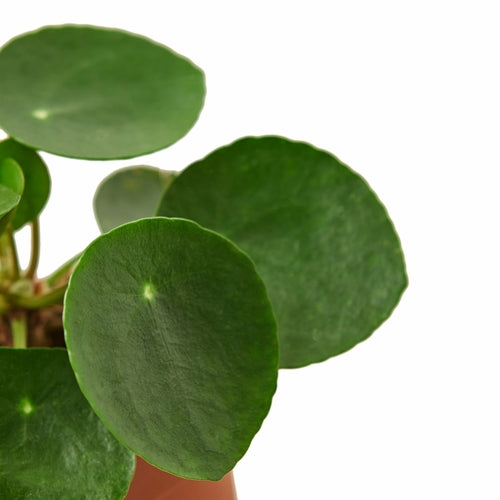 Chinese Money Plant – Pilea peperomioides | Charming, Easy-Care Houseplant with Floating Leaves
