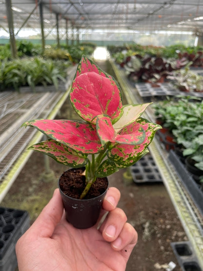 Chinese Evergreen 'Lady Valentine' – Aglaonema | Bold Pink Foliage, Easy-Care Indoor Plant