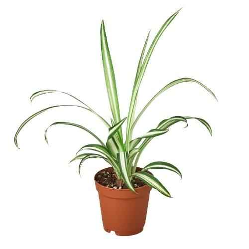 Live Spider Plant – Chlorophytum comosum